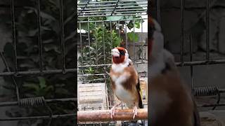 تغريدة الحسون خلوي goldfinch singing #Goldfinch #Chardonneret #غناء_الحسون #الحسون