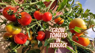 Growing Fresh Healthy Tomatoes For My Recipes Myself | Terrace Cultivation | Home Garden Nursery