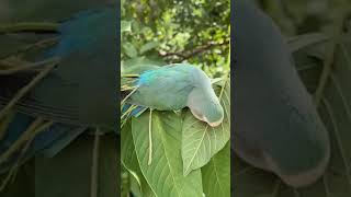 The rosy-faced lovebird, also known as the rosy-collared or peach-faced lovebird