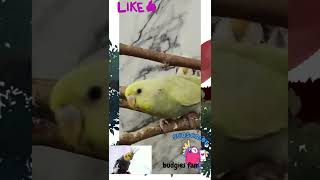 Super adorable budgie playing and funny time ♥️💕 #youtubeshorts #shorts