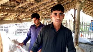 One of the Youngest eager of gulabi goats.