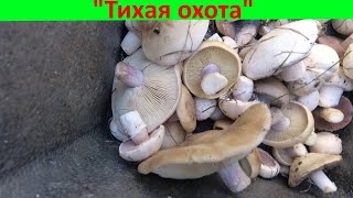 За грибами в луга!!! Два сорта и все шикарные!!!