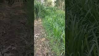 super napier grass #viral #farming #trending #shortsvideo #shorts