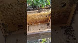 рої летать #bee #beekeeper #beekeeping #honey