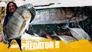 SPEARFISHING GOLDEN TREVALLY & BARRACUDA