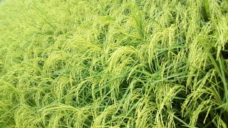 Paddy reasearch veraity IR 64 // paddy crops