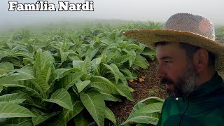 Passando desbrotante no fumo de inverno. Botando isca pra terminar com as lesmas.