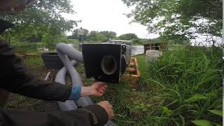 Testing the Whooshh system on invasive common carp