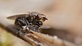 Fly Eating Gnat