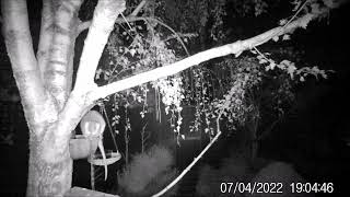 Possums night feeding in Hampton