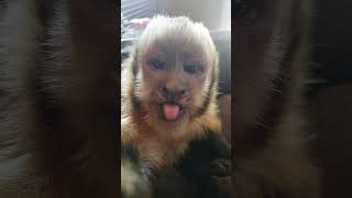 ADORABLE MONKEY