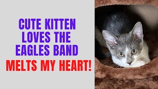 Cute Kitten Loves The Eagles Band ❤️