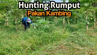 hunting rumput pakan kambing, rumput liar paling di sukai kambing | domba sehat 1