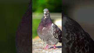 Pigeon