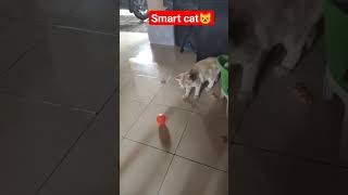 #tranding #shotrs This cat is very smart at playing ball