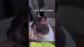 I made my hamster a theme song