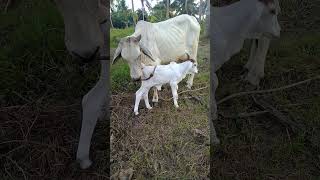 baby cow drinking milk