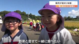 幼稚園児が稲刈り体験　秋晴れの下　大分