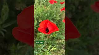 Wilp poppies  and Bumblebee #fleurssauvages #florisalbatice #poppies