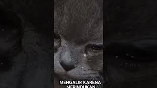 Semoga Kesedihan Kucing Ini Bisa Terobati