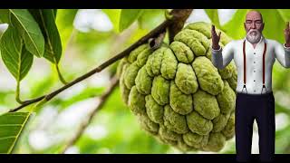 Cherimoya Benefits and Contraindications: A Comprehensive Guide