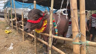 Hazaribagh Qurbanir Hut | Qurbani News | Hazaribagh cow |