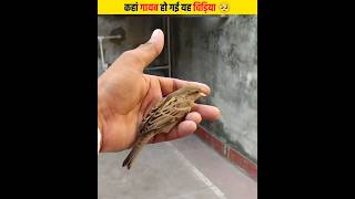 कहां गायब हो गई यह चिड़िया 🥺 | House Sparrow Birds | Sparrow Fact In Hindi #shorts #viral #birds