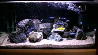 Malawi Mbuna cichlids