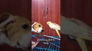 Introducing cockatiel baby to Beagle puppy| Bella meets Fredy for the first time|#Shorts