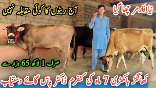 New Farmer|| Jersey Cows For Sale In Punjab ||Cross Cows For Sale Today ||Khangar Doctor Pass Cows