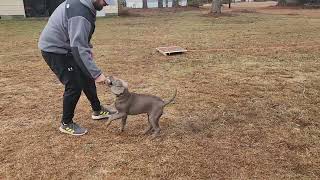 A Man And His Dog. #labpuppy #duckdogintraining#chocolatesilverlab#puppytraining