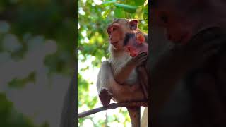 Ep531. Adorable Monkey Has the Cutest Reaction to Meeting a New Friend