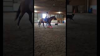 Freddie cantering part 4 #dressage #shortvideos #horses #showjumping #jumping #viralvideos