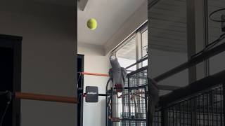 Henry is having fun!🎾 #parrottalking #africangrey #funnyanimals