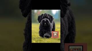 "Meet the Mighty Black Russian Terrier"#RussianTerrier #ProtectivePets #DogLovers #MajesticDogs