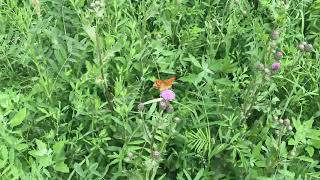 ヒョウモンチョウBrenthis daphne (Marbled Fritillary) 2024/06/30 Reotier France