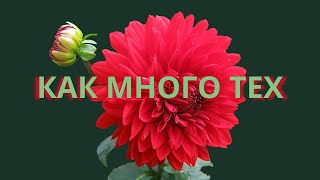 СТИХИ  Как много тех, с кем можно лечь в постель. Красивые стихи.