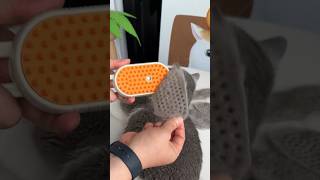 Pet brush#foryou #cute #catlike #cleaning #clean #cat #satisfactory #shorts #animals #youtubeshorts