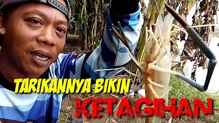 umpan TERJITU mancing udang SERAYU.....