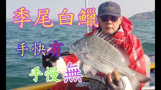 【香港釣魚】《季尾白鱲手快有手慢無》