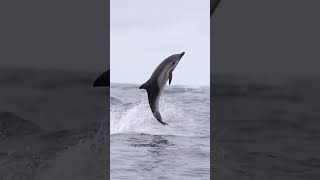 Baby Dolphin Learning to Jump