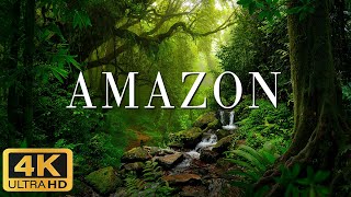 AMAZON 4K Ultra HD (60fps) - Scenic Relaxation Film with Cinematic Music - 4K Relaxation Film