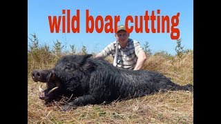 wild hog hunting in texas