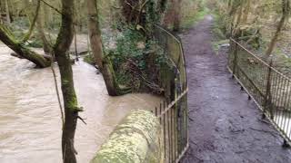 Moss Brook & River Rother 16 Feb 2020