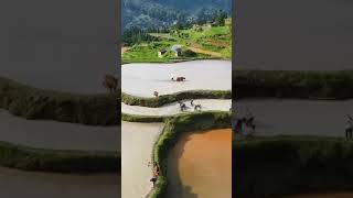 farmers working  in paddy fields