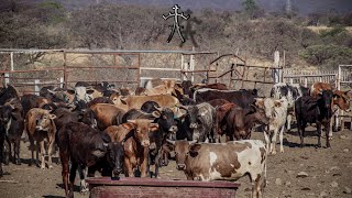 RECORRIDO POR TODO EL PIE DE CRIA DE RANCHO EL GUAMÚCHIL| VACAS BECERROS SEMENTALES Y MÁS