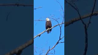 Big Female Bald Eagle #vancouverisland #baldeagle #eagles #eagle #travel #pacific #vanisle #bc