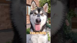 I am so lucky to have you 🥰❤️ #cute #dog #shorts #youtubeshorts #trending #subscribe #funnyvideo