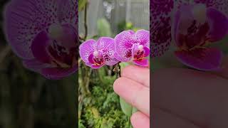 Hoa lan tiểu Hồ Điệp. #orchid  #hoalantuyenha