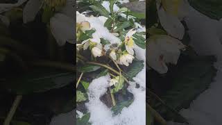 What kind of flowers grow in the snow? #shorts #snowflower #flowres #wintertime